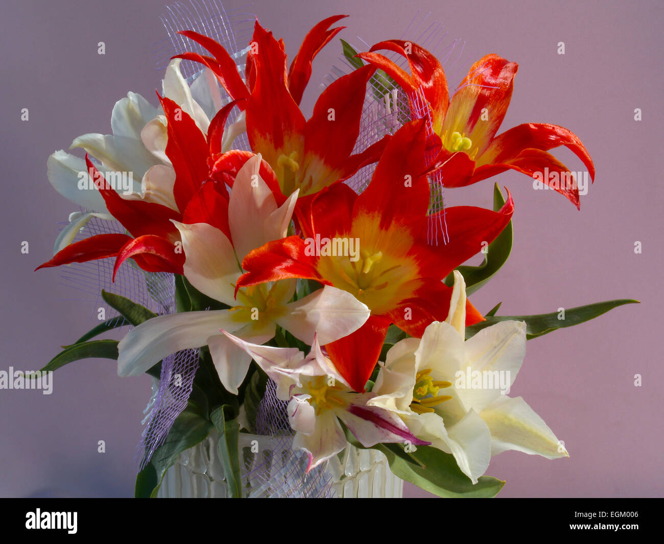 Bouquet con tulipani rossi-2.(Tulipa) orizzontale , sfondo viola Foto Stock