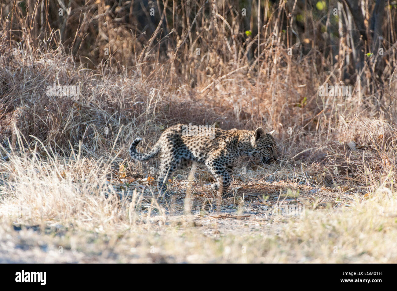 Leopard cub camminando attraverso la macchia, Okavango Delta, Botswana Foto Stock