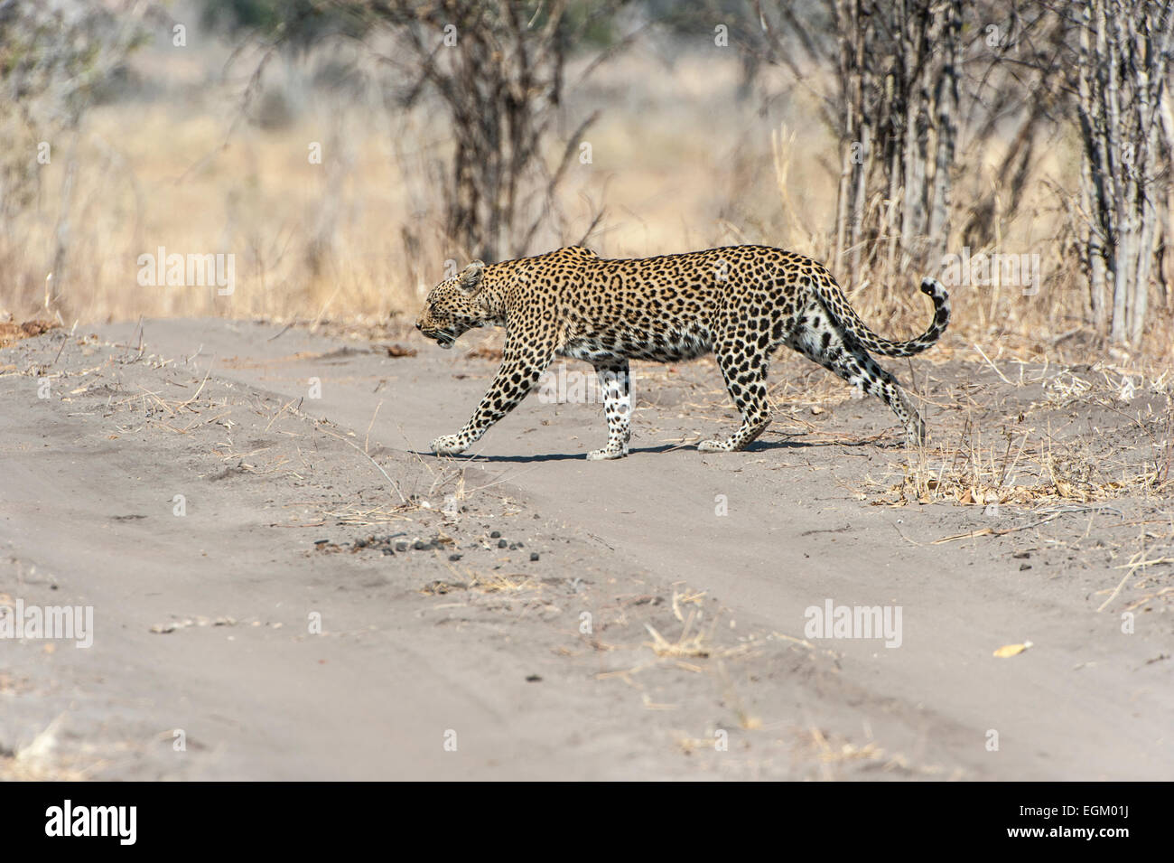 Maschio di leopard attraversando via, Okavango Delta, Botswana Foto Stock