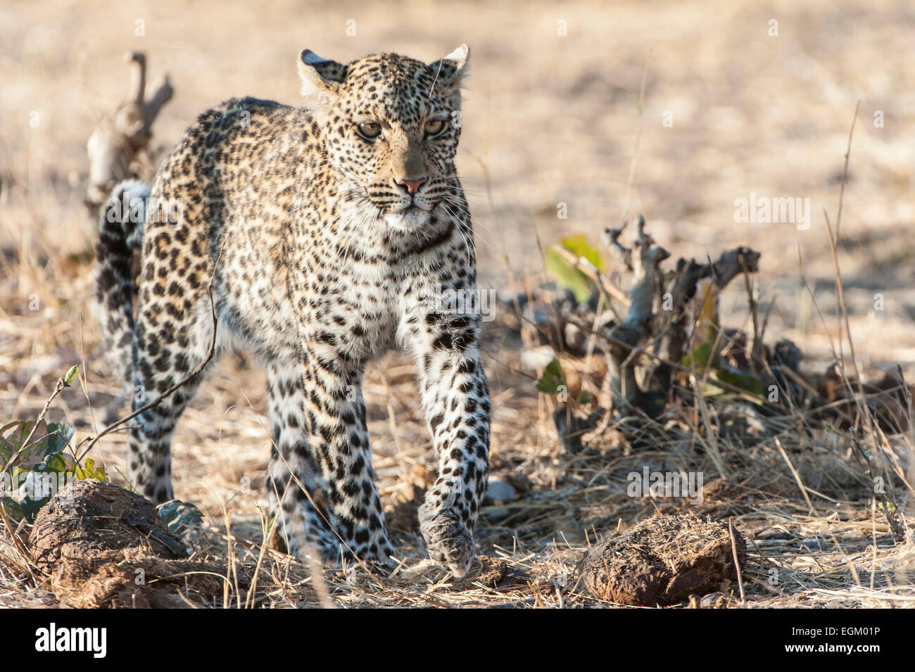Leopard, passeggiate in Botswana, erba essiccata in background Foto Stock