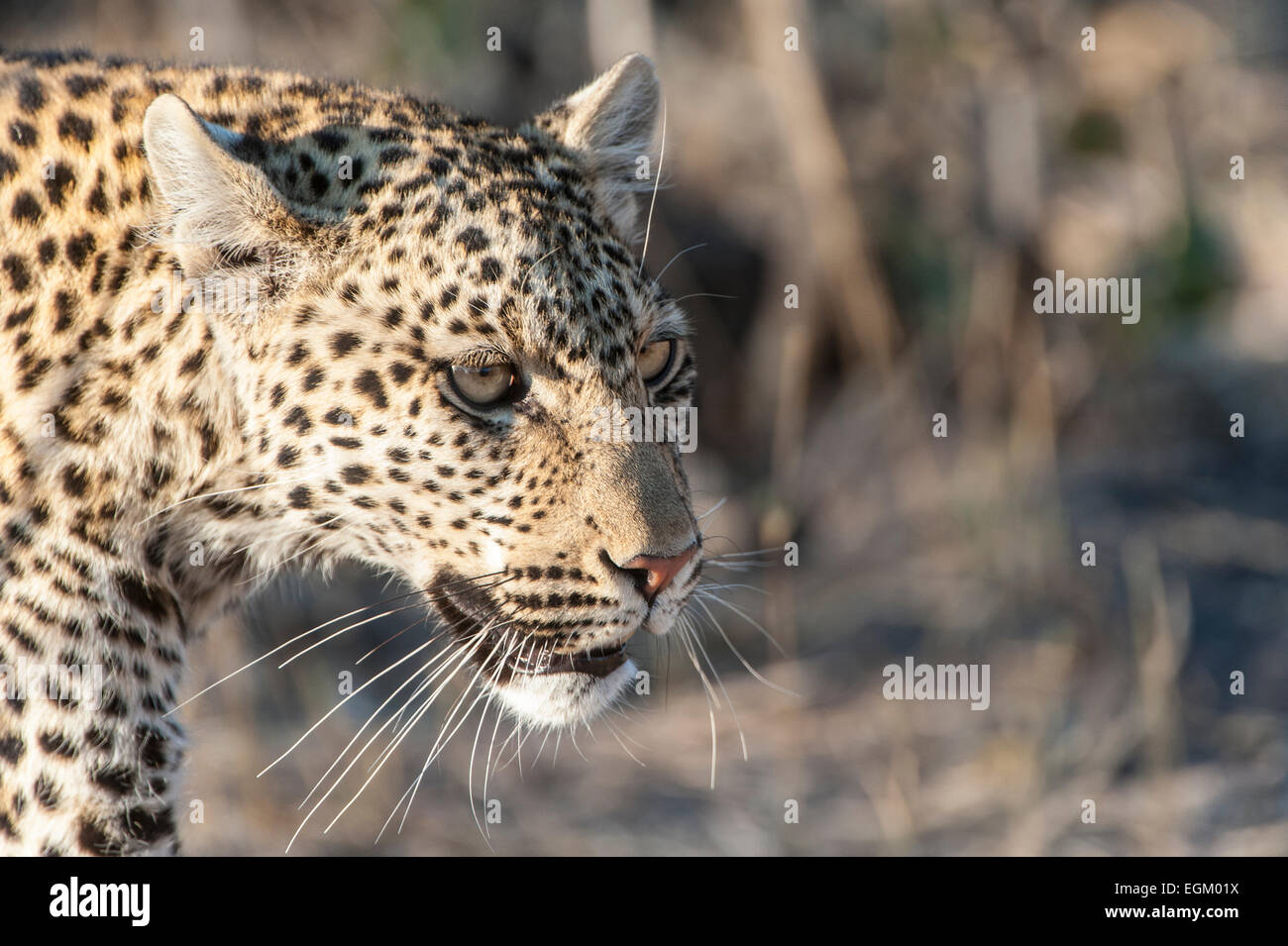 Adulto leopard, testa e spalle, colore Foto Stock