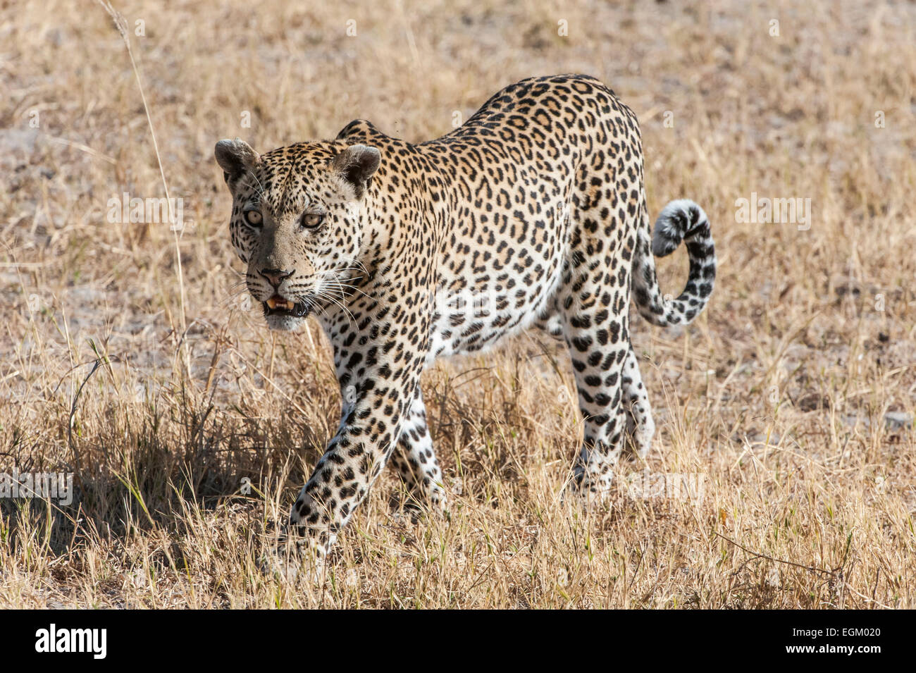Leopard, passeggiate in Botswana, erba essiccata in background Foto Stock