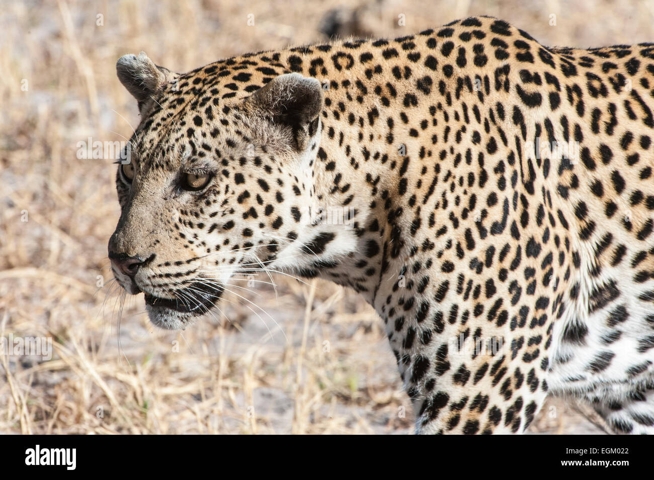 Adulto leopard, testa e spalle, colore Foto Stock