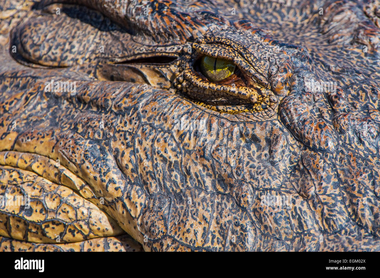 Close-up di coccodrillo del Nilo testa Foto Stock