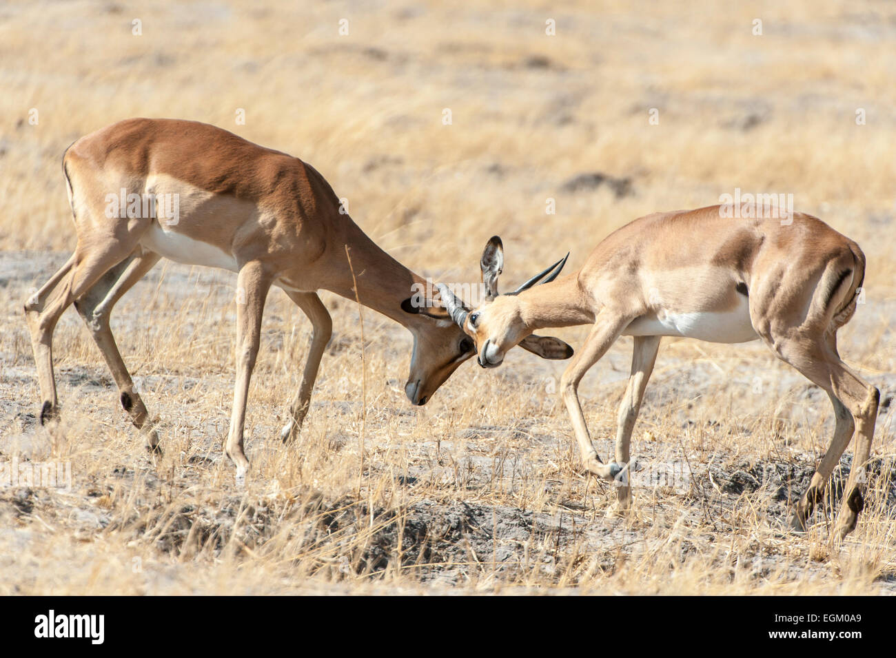 Coppia di impala headbutting Foto Stock