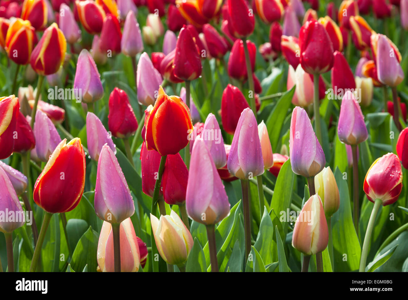 Fiori di Primavera sfondo tulipani multicolore Foto Stock