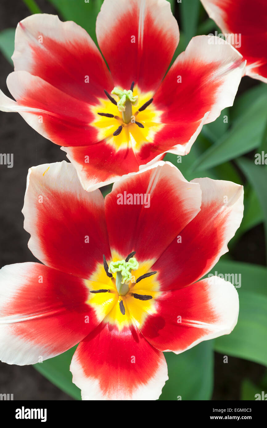 Allegro tulipani nel vicino. Foto Stock
