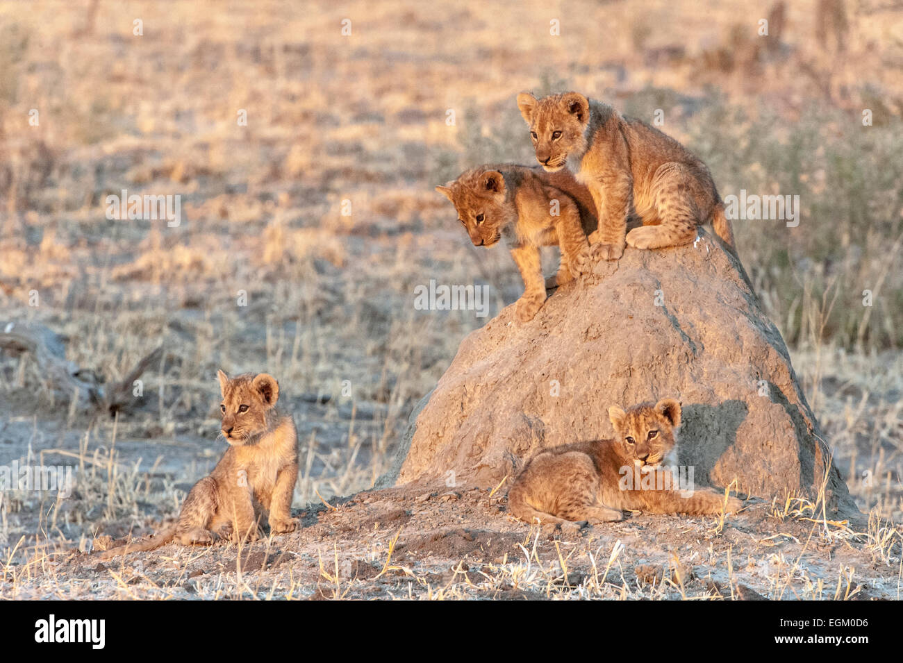 4 Lion cubs, arrampicata su un tumulo termite Foto Stock