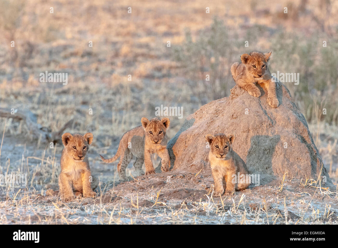 Lion cubs di Chobe, Botswana Foto Stock