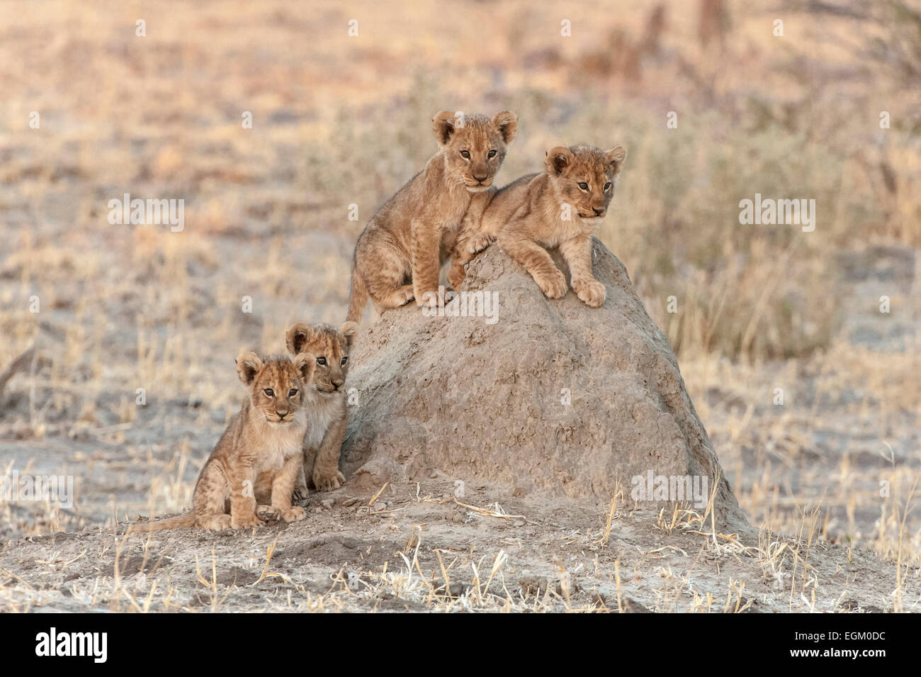 Lion cubs di Chobe, Botswana Foto Stock