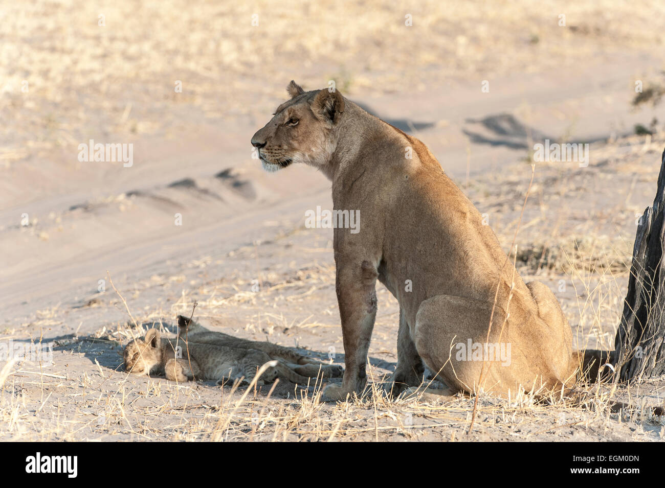 Leonessa ubicazione con cub addormentato veloce, Okavango Delta, Botswana Foto Stock