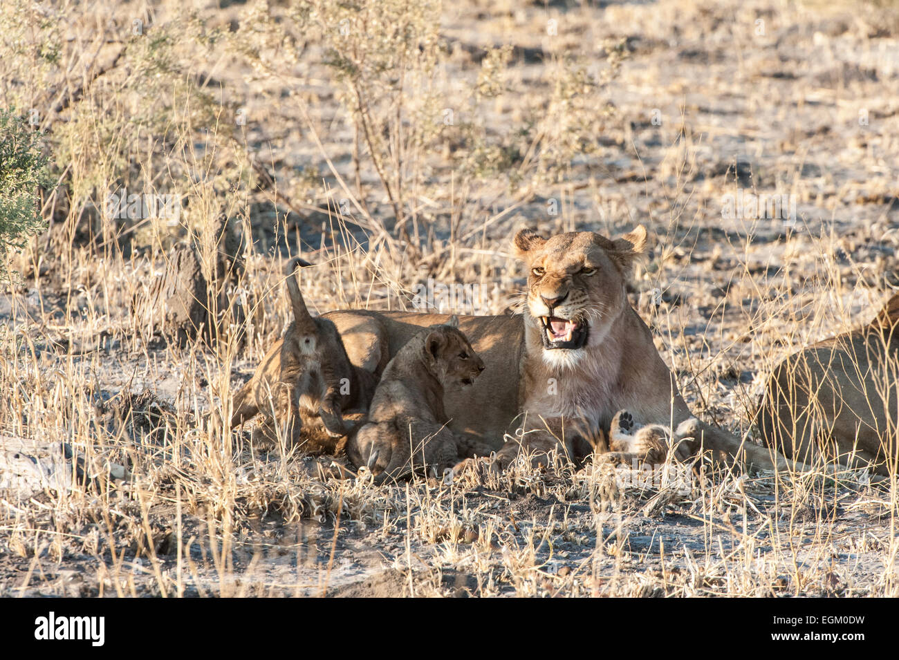 Maschio di Leone seduto rivolto verso il fotografo cercando di lato, Okavango Delta, Botswana Foto Stock