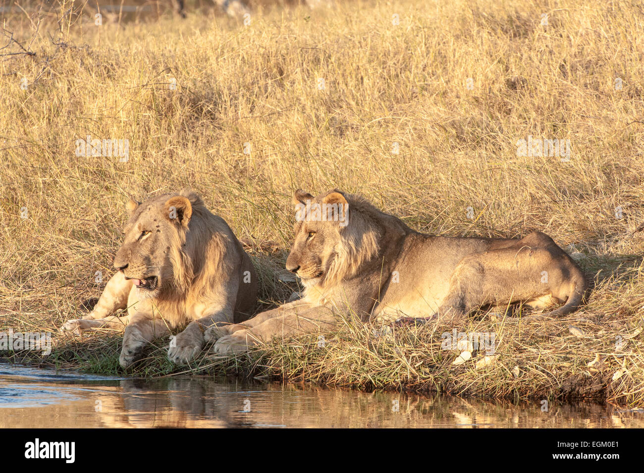 Due leoni maschio rilassante sulla riva del fiume, Okavango Delta, Botswana Foto Stock