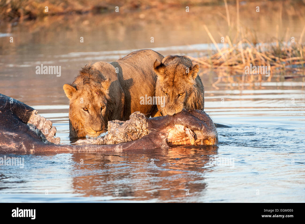 I Lions per adulti, mangiare morto un ippopotamo, in acqua Foto Stock