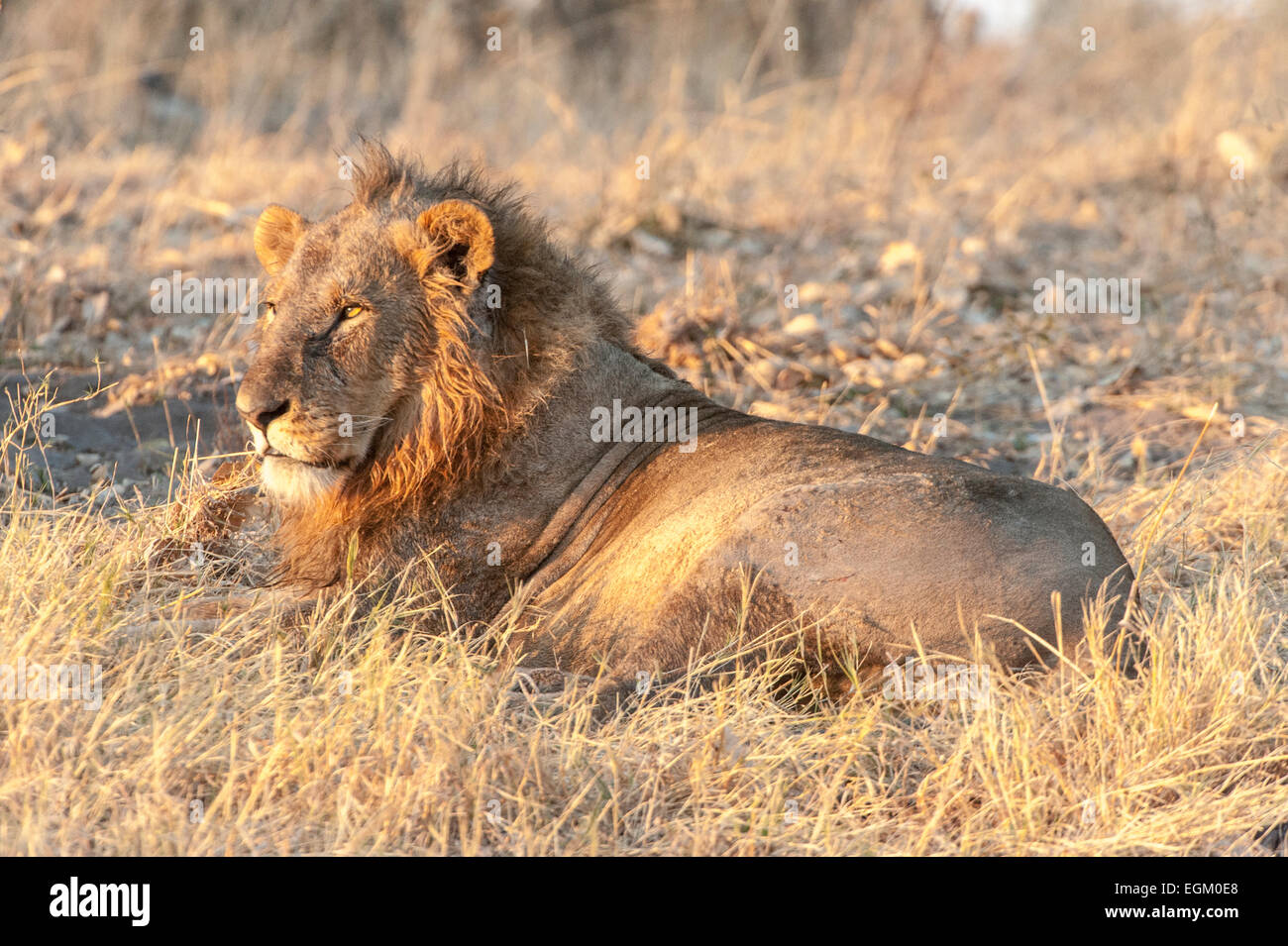 Unico lion (maschio), in Botswana Foto Stock