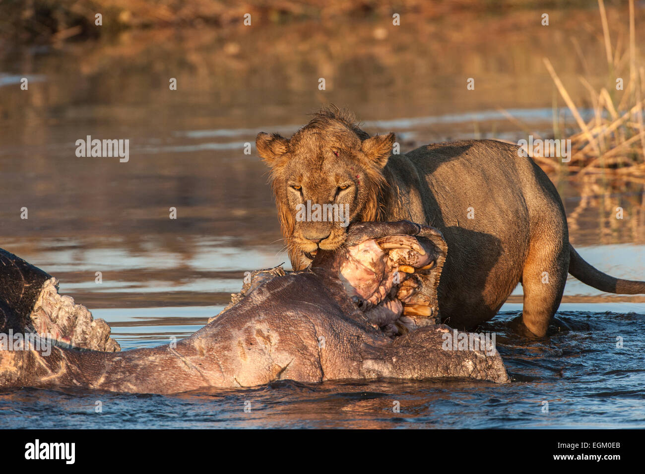I Lions per adulti, mangiare morto un ippopotamo, in acqua Foto Stock