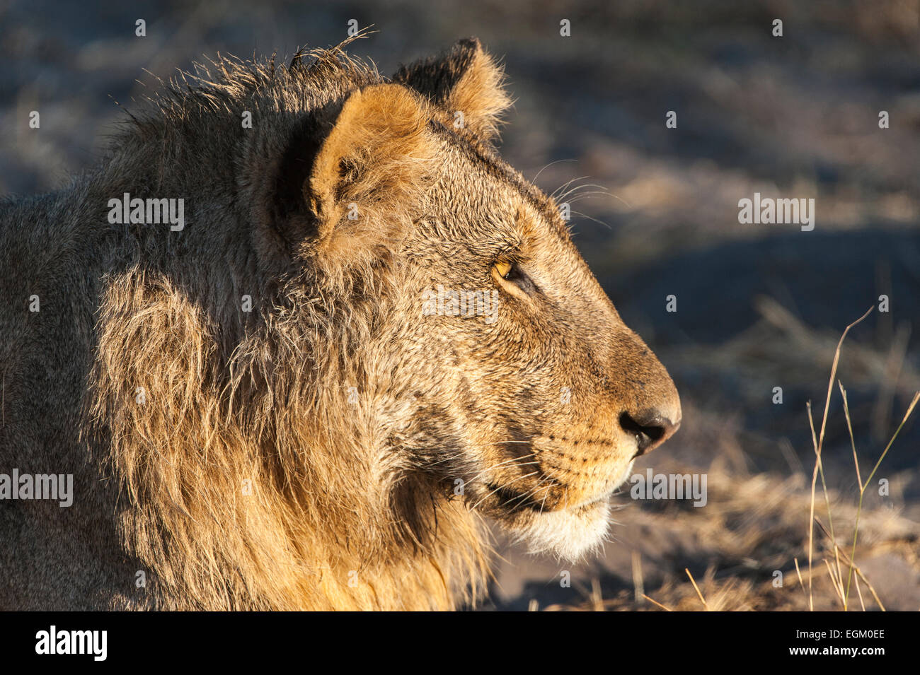 Unico lion (maschio), in Botswana Foto Stock
