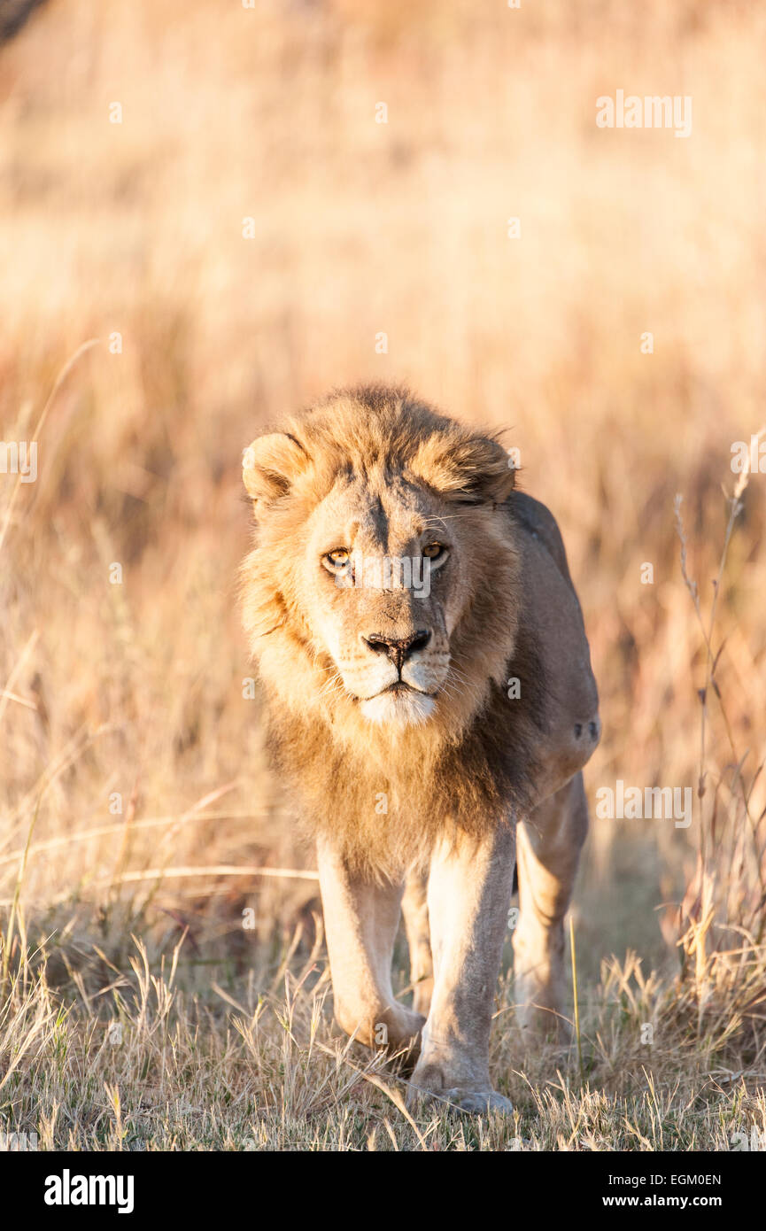 Unico lion (maschio), in Botswana Foto Stock