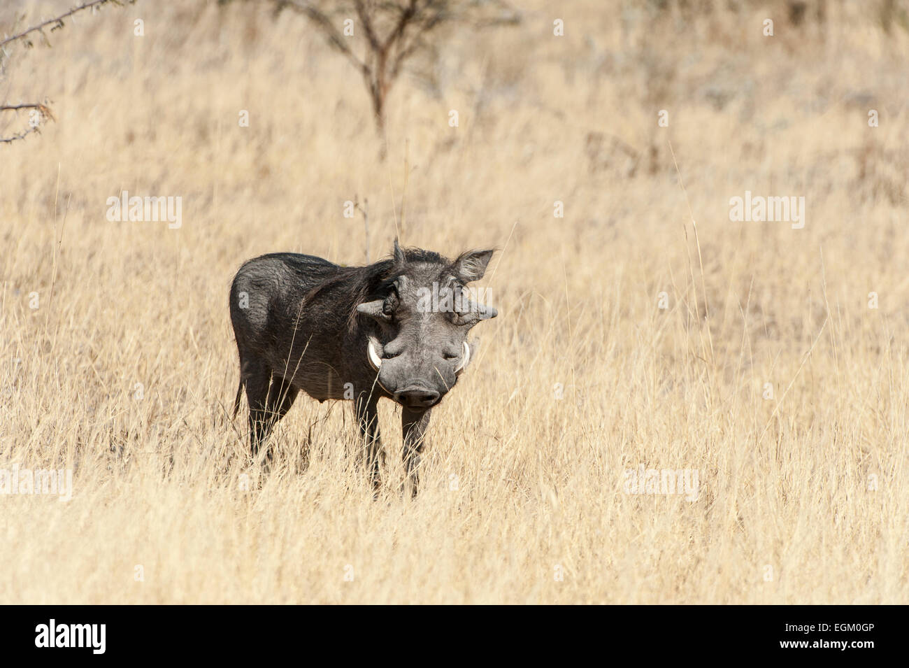 Warthog in prati, Okavango Delta, Botswana Foto Stock