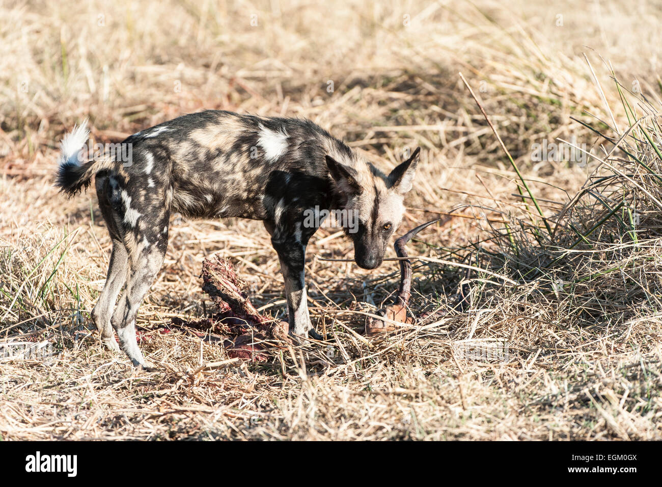 African wild dog, in Botswana Foto Stock