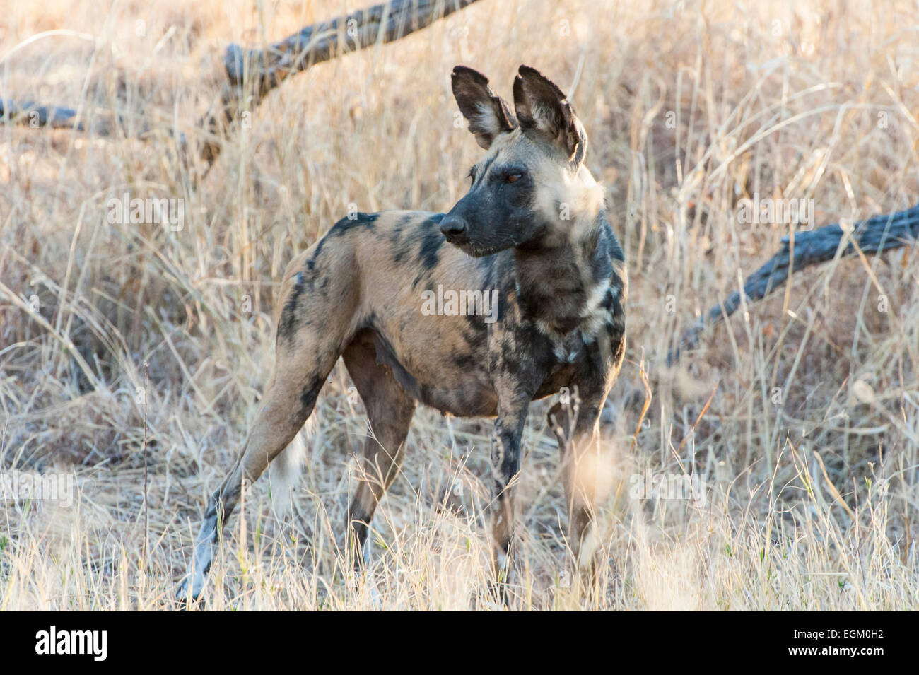 African wild dog, in Botswana Foto Stock