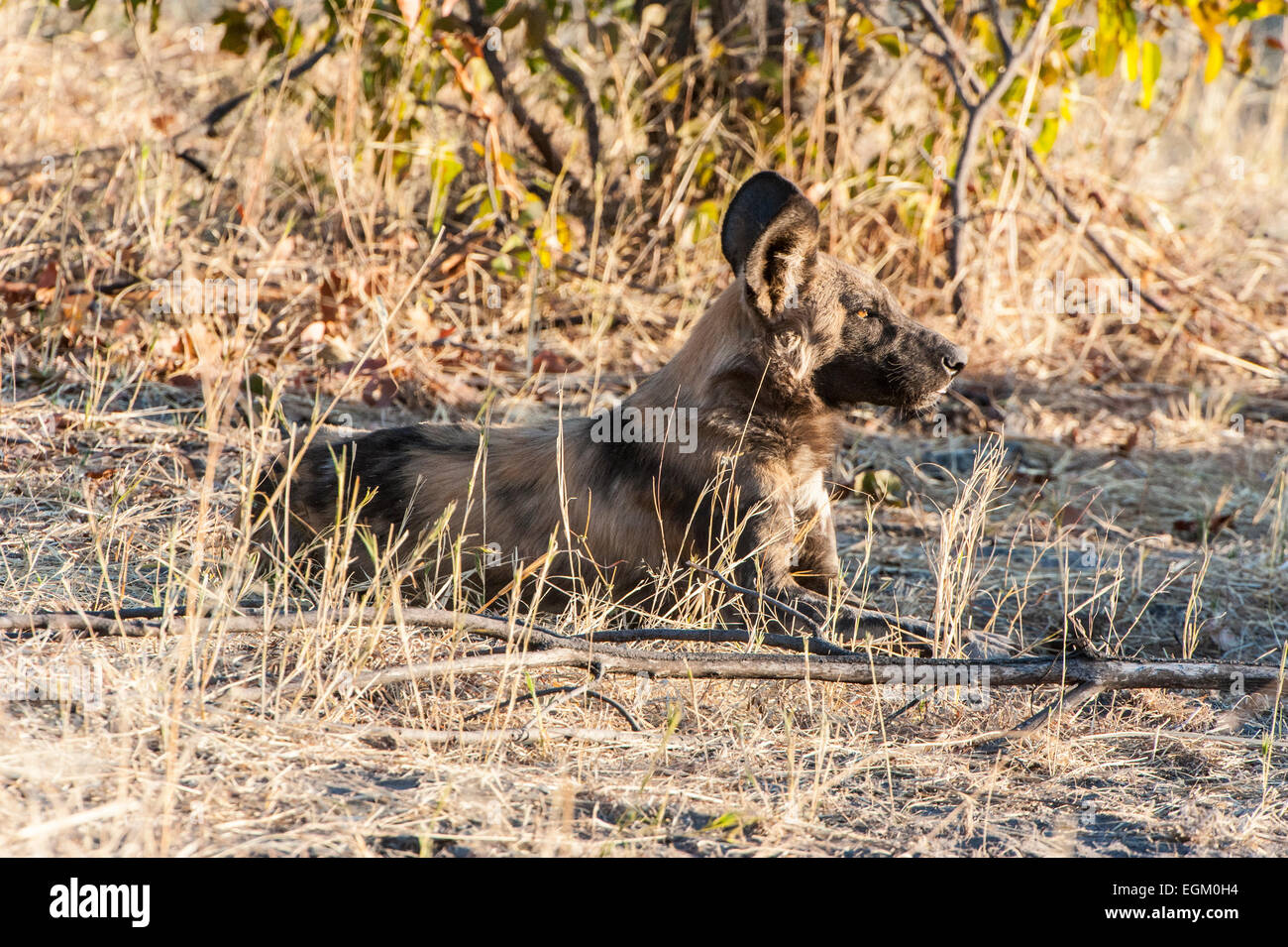 African cane selvatico recante, Botswana Foto Stock