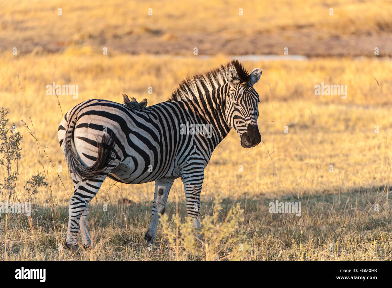 La Burchell Zebra, Botswana Foto Stock