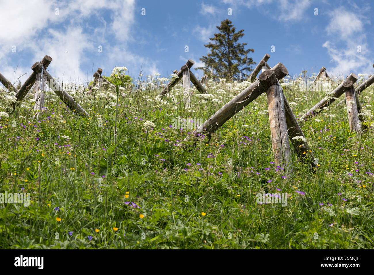 Neve in legno recinzioni o valanghe recinzioni linea i ripidi pendii delle creste di montagna nelle Alpi Svizzere vicino Murren, Svizzera. Foto Stock