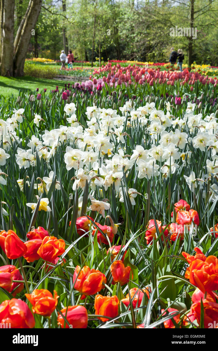 Diversi fiori di primavera in olandese Spring Garden Keukenhof Lisse, Paesi Bassi. Foto Stock