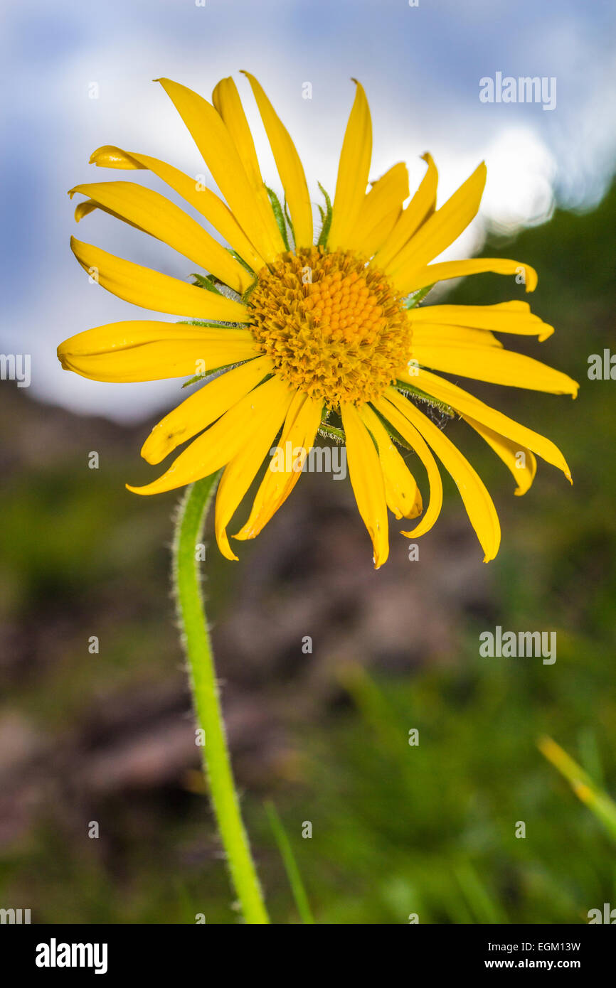 Fiore di montagna Arnica montana Foto Stock