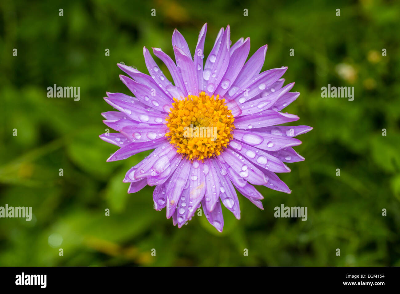 Fiori di montagna Aster alpinus Foto Stock