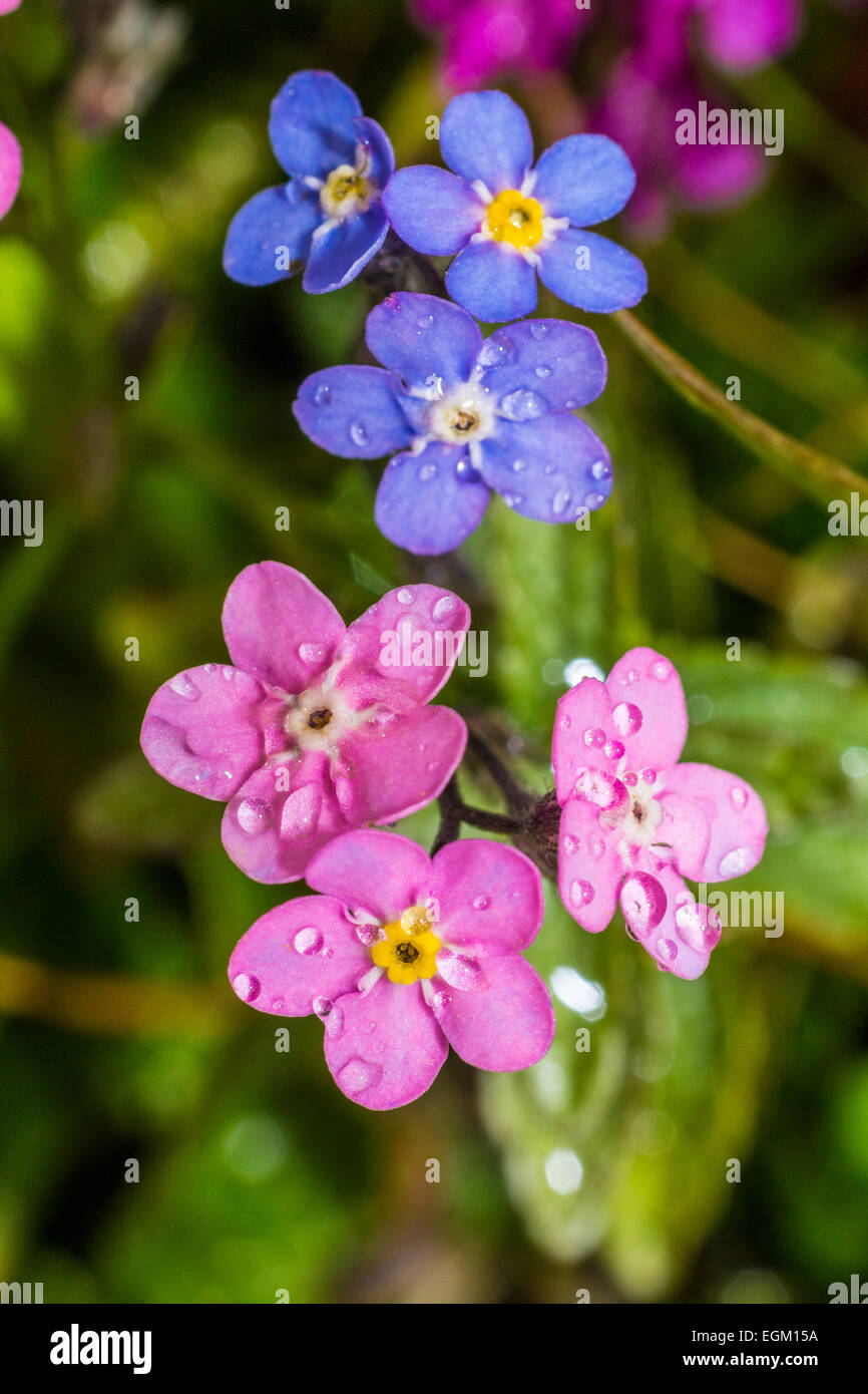 Fiori di montagna Myosotis alpestris Foto Stock