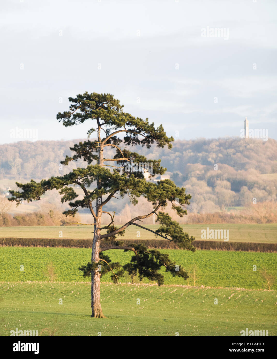 Albero singolo in un campo Foto Stock