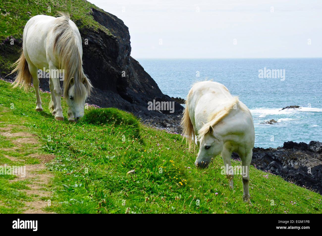 I cavalli bianchi di pascolare su una scogliera costiera, Pembrokeshire, Wales, Regno Unito Foto Stock