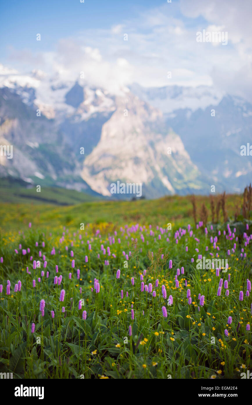 L'Europa, Svizzera, Alpi svizzere Jungfrau-Aletsch sito Patrimonio Mondiale dell'Unesco, fiori di montagna Foto Stock