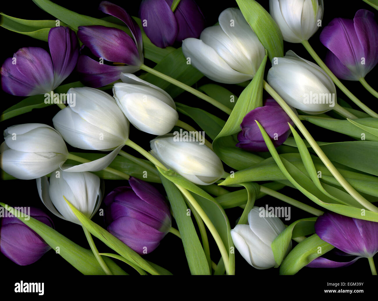 Fresco tagliato con gambo verde viola e bianco tulipani disposte insieme Foto Stock