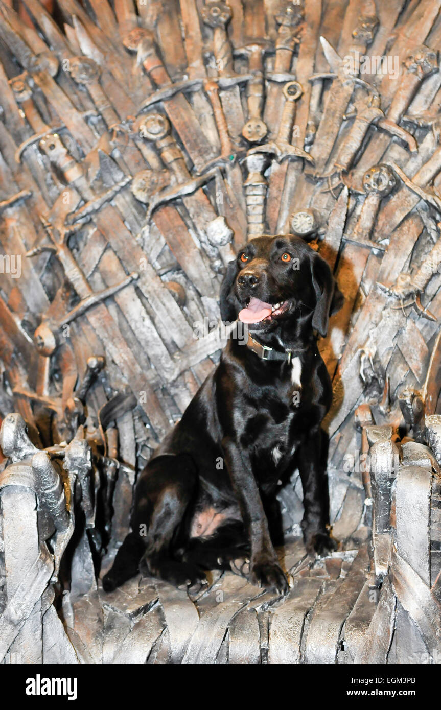 Un labrador nero (PSNI sniffer dog) siede sul trono di ferro sul set cinematografico del gioco di troni, Belfast Foto Stock