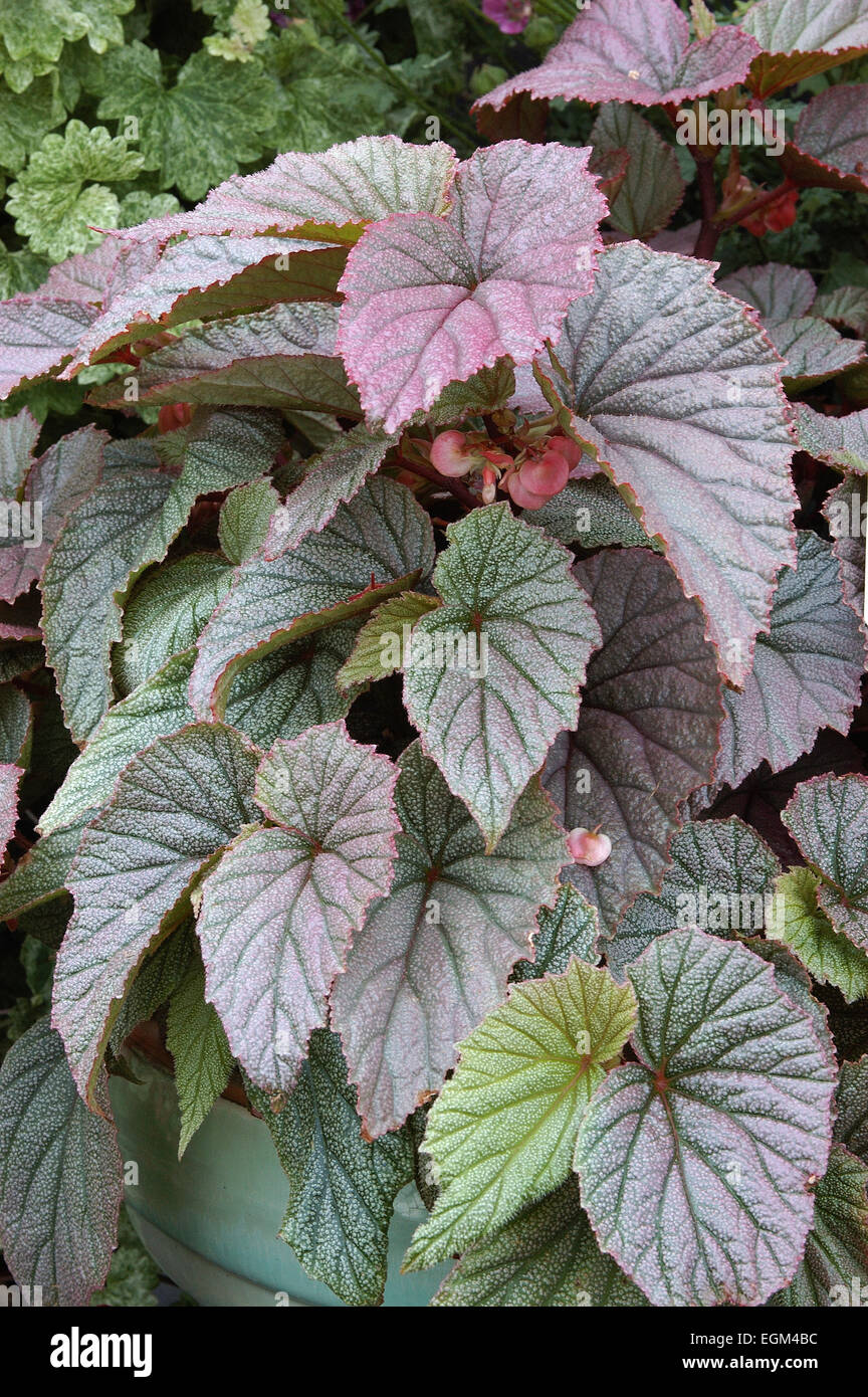 Begonia coccinea Sinbad Foto Stock