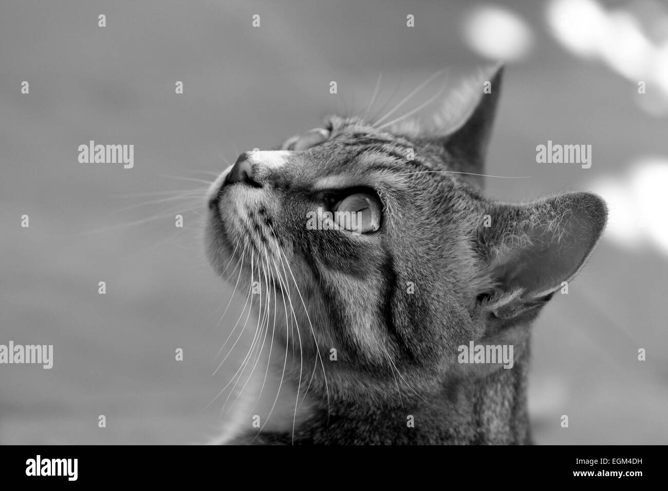 Il gatto domestico (Felis silvestris catus). Foto Stock