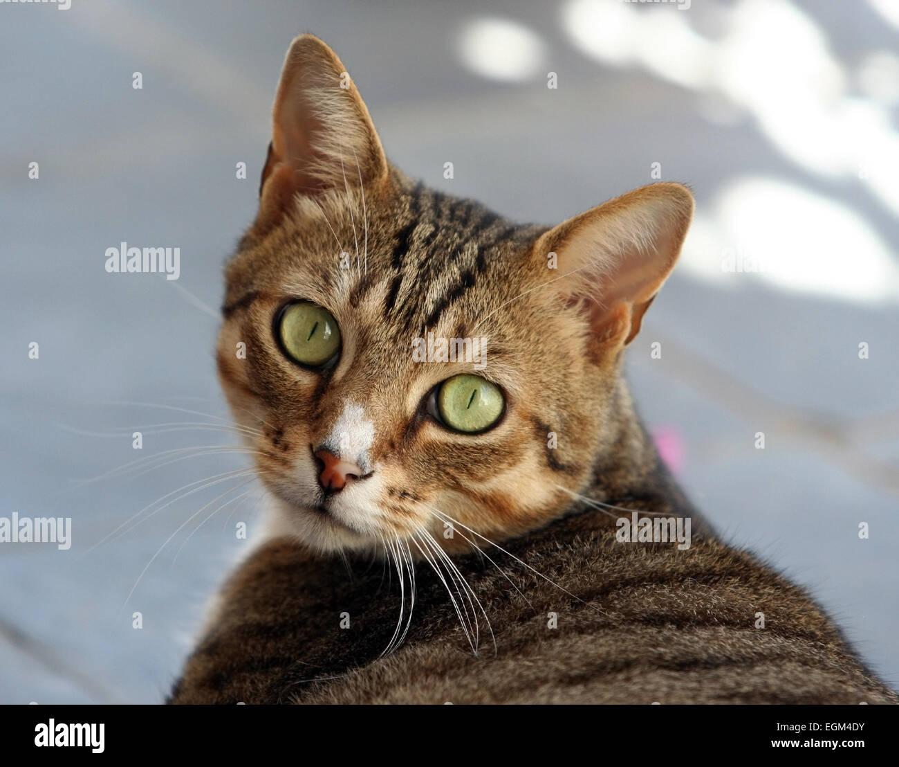 Il gatto domestico (Felis silvestris catus). Foto Stock