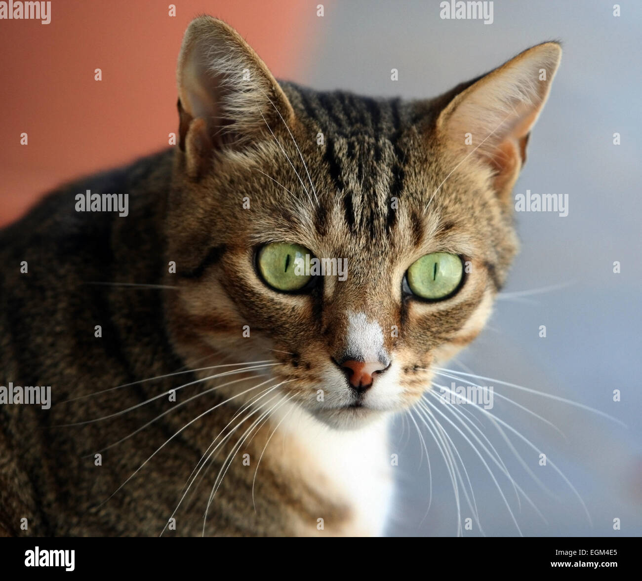 Il gatto domestico (Felis silvestris catus). Foto Stock