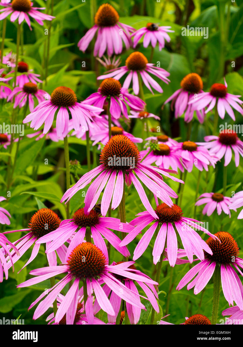 Echinacea purpurea fiori che crescono in estate una fioritura erbacee pianta con usi medicinali noti anche come coneflower Foto Stock