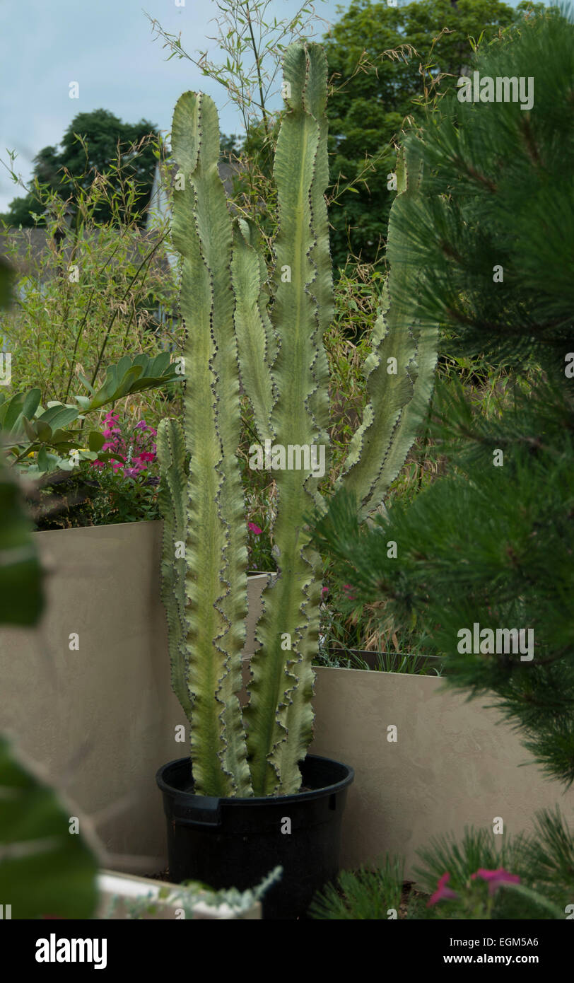 Euphorbia ammak variegata Foto Stock