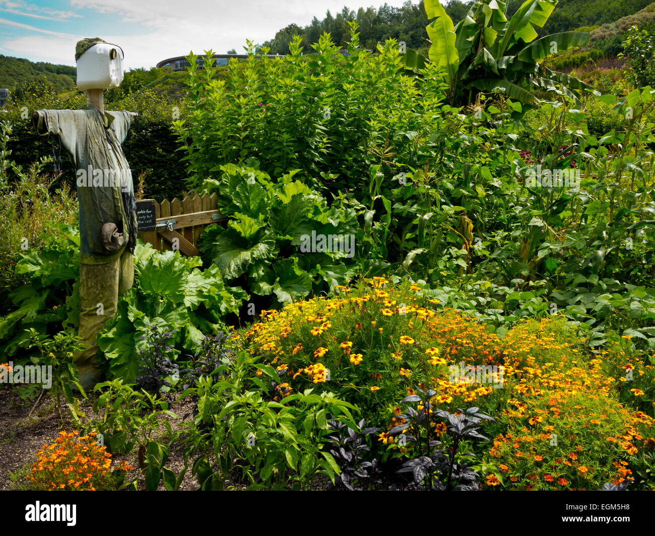 Lo Spaventapasseri in un orto nei giardini dell'Eden Project vicino a St Austell in Cornovaglia Inghilterra REGNO UNITO Foto Stock