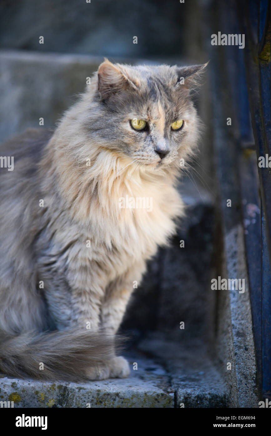 Cat (Felis silvestris catus) seduti sulle scale Francia Foto Stock