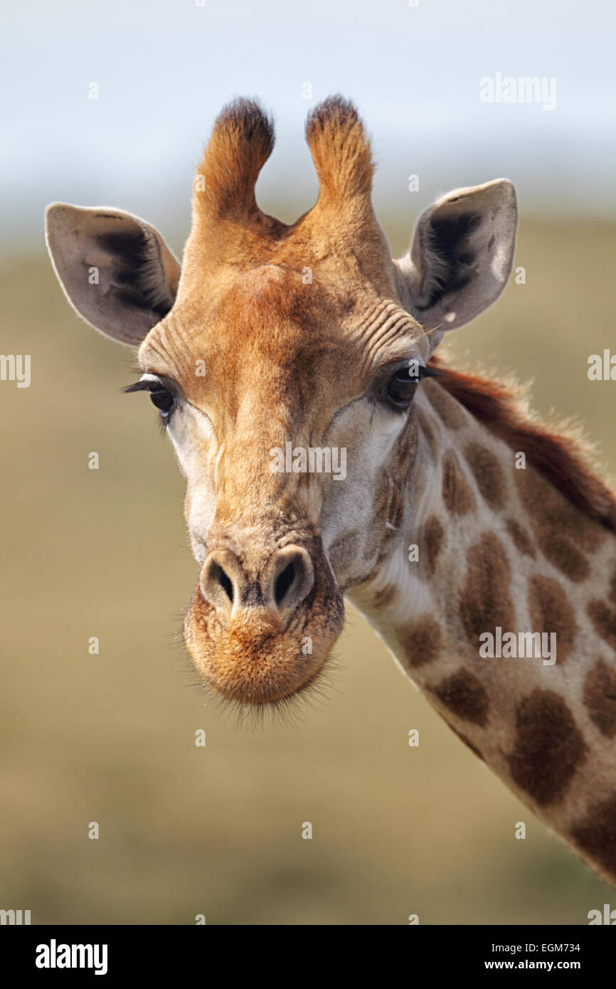 Ritratto di una giraffa (Giraffa camelopardalis) nel Amakhala Game Reserve, Capo orientale, Sud Africa. Foto Stock