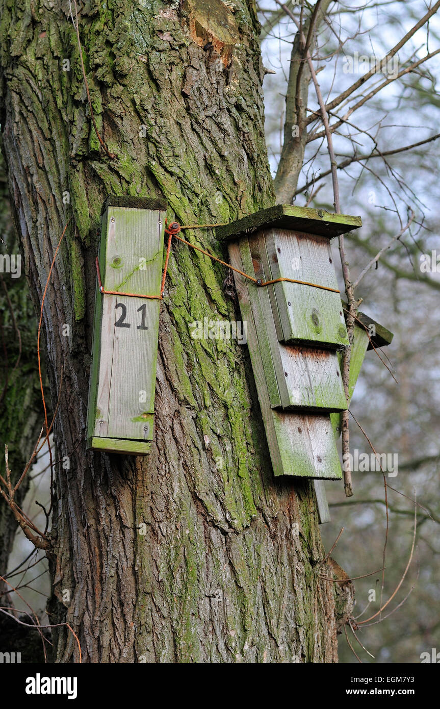 Scatole di Bat su un tronco di albero Foto Stock