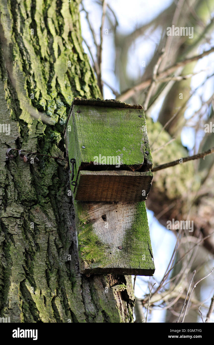 Bat box su un tronco di albero Foto Stock