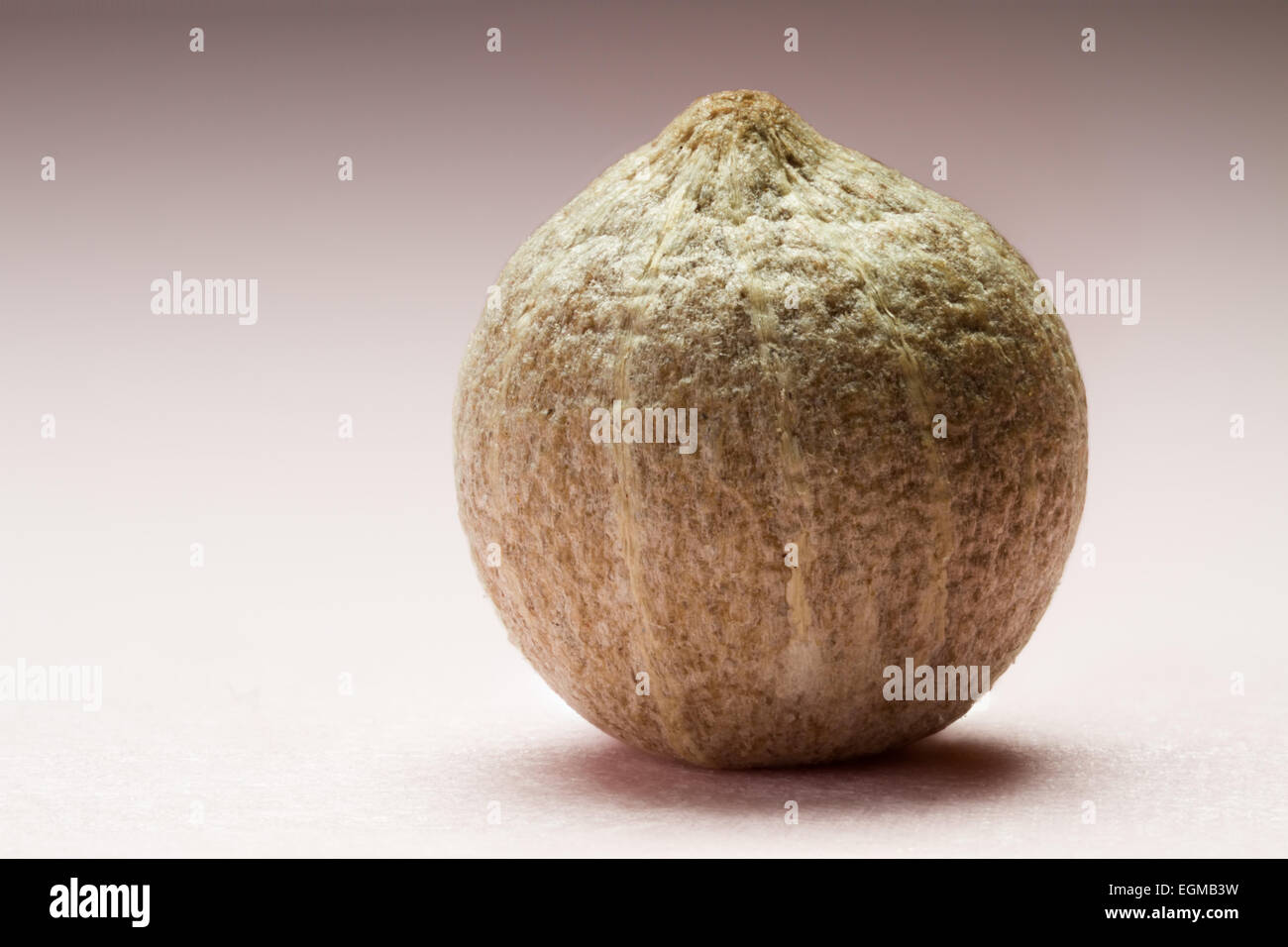 Muntok peppe bianco, fotografia macro Foto Stock