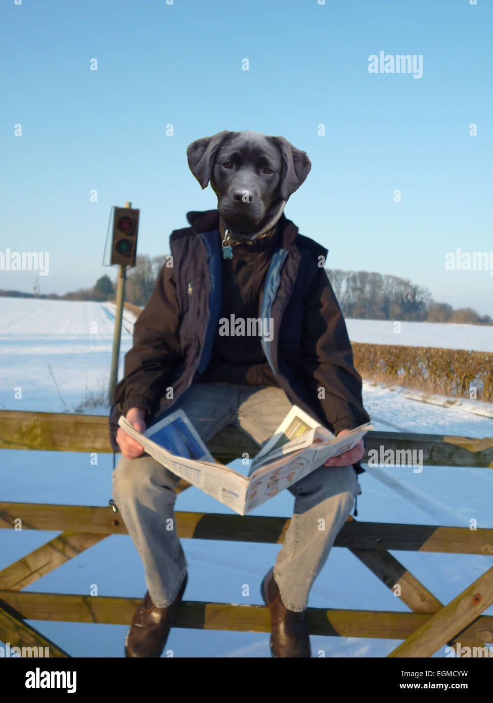 Insolito, strano, photoshop, animale metamorthis, photoshop manipolazione, animale, creatura, artistici, creativi, Foto Stock